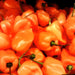 Habanero Orange, Hot Pepper, - BoxGardenSeedsLLC -Peppers,Eggplants - Seeds