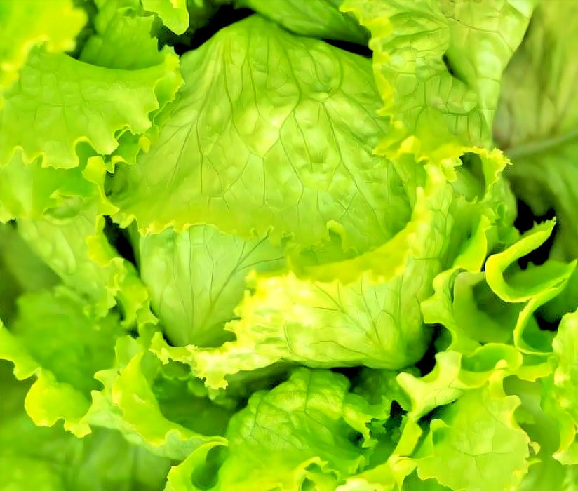 Great Lakes Mesa 659, Crisphead Lettuce, - BoxGardenSeedsLLC -Lettuce - Seeds