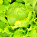 Great Lakes Mesa 659, Crisphead Lettuce, - BoxGardenSeedsLLC -Lettuce - Seeds