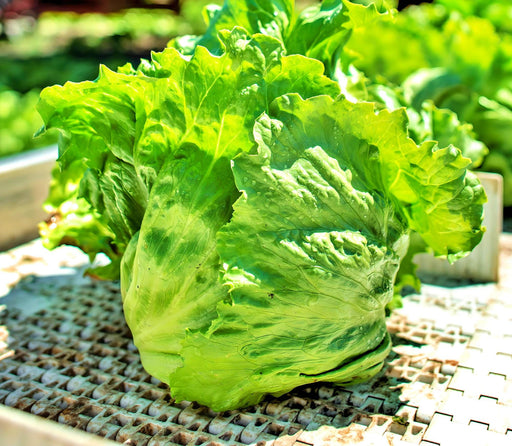 Great Lakes Mesa 659, Crisphead Lettuce - BoxGardenSeedsLLC -Lettuce - Seeds