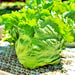 Great Lakes Mesa 659, Crisphead Lettuce, - BoxGardenSeedsLLC -Lettuce - Seeds