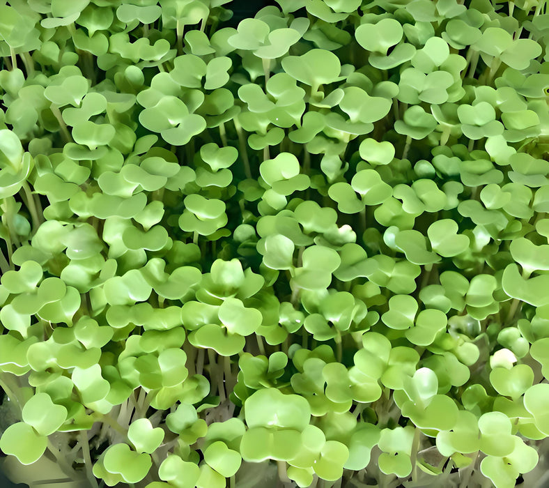 Di Cicco Sprouting, Broccoli, -- BoxGardenSeedsLLC -Broccoli,Cauliflower - Seeds