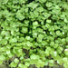 Di Cicco Sprouting, Broccoli, - BoxGardenSeedsLLC -Broccoli,Cauliflower - Seeds