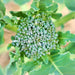 Di Cicco Sprouting, Broccoli, - BoxGardenSeedsLLC -Broccoli,Cauliflower - Seeds