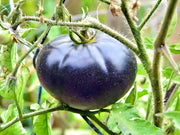 Black Beauty, Tomato - BoxGardenSeedsLLC - Tomatoes,Tomatillos - Seeds - 