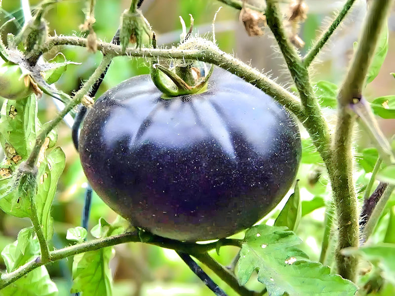 Black Beauty, Tomato - BoxGardenSeedsLLC - Tomatoes,Tomatillos - Seeds - 