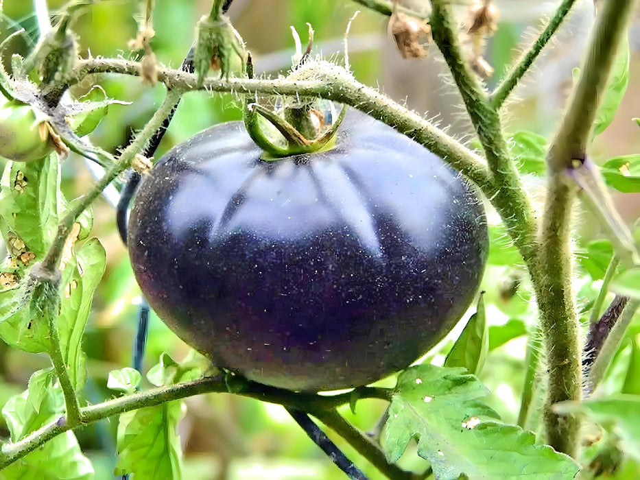 Black Beauty, Tomato, -- BoxGardenSeedsLLC -Tomatoes,Tomatillos - Seeds