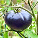 Black Beauty, Tomato, - BoxGardenSeedsLLC -Tomatoes,Tomatillos - Seeds