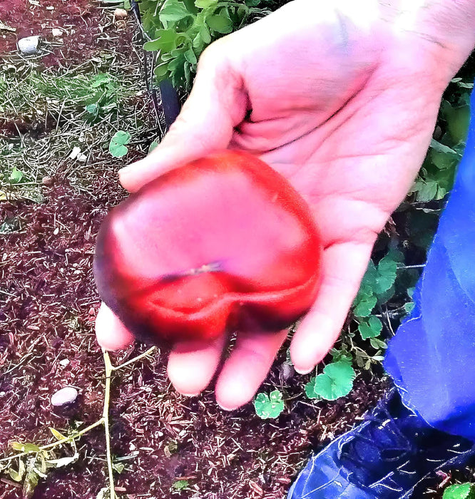 Black Beauty, Tomato, -- BoxGardenSeedsLLC -Tomatoes,Tomatillos - Seeds