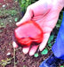 Black Beauty, Tomato - BoxGardenSeedsLLC - Tomatoes,Tomatillos - Seeds - 
