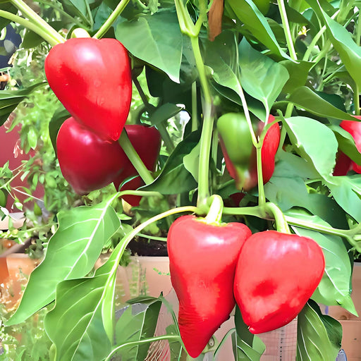 Pimento L, Sweet Pepper, -- BoxGardenSeedsLLC -Peppers,Eggplants - Seeds