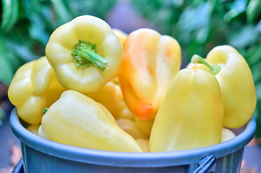 White Bell, Sweet Bell Pepper, -- BoxGardenSeedsLLC -Peppers,Eggplants - Seeds