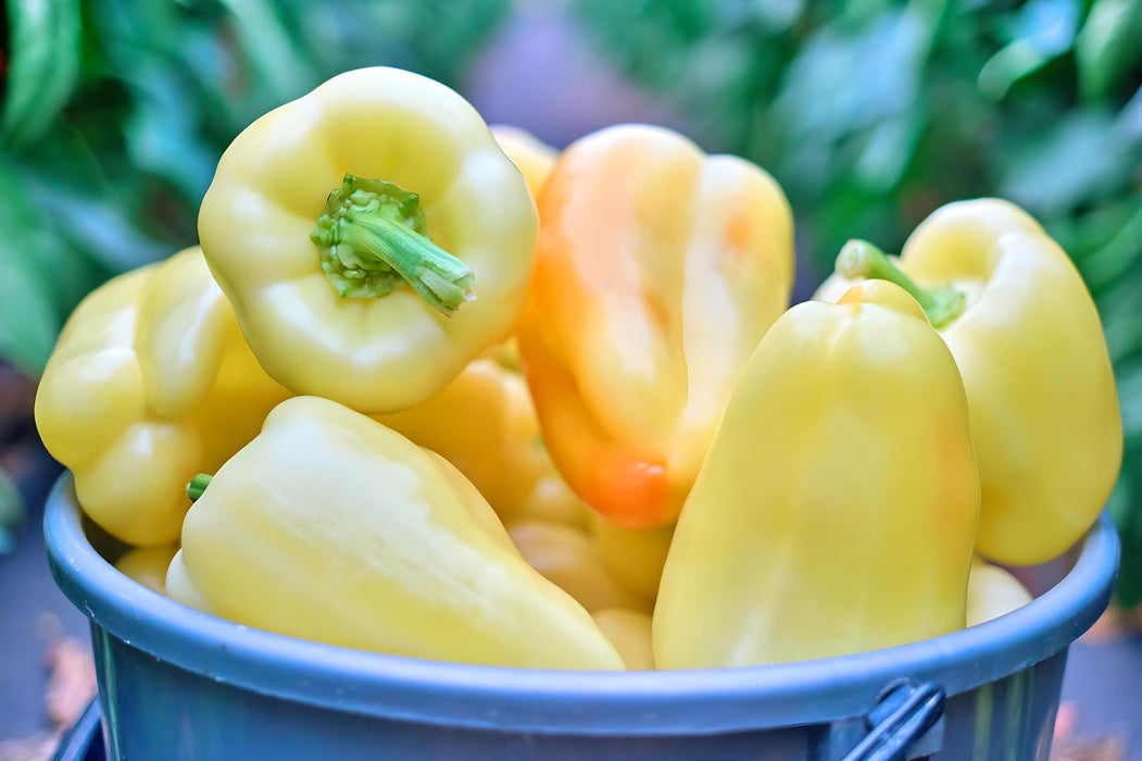 White Bell, Sweet Bell Pepper, - BoxGardenSeedsLLC -Peppers,Eggplants - Seeds