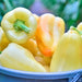 White Bell, Sweet Bell Pepper, - BoxGardenSeedsLLC -Peppers,Eggplants - Seeds