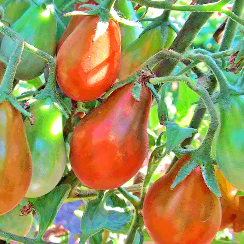 Chocolate Pear, Tomato - BoxGardenSeedsLLC - Tomatoes,Tomatillos - Seeds - 