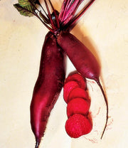 Cylindra, Beets - BoxGardenSeedsLLC - Beet,Turnips,Parsnips - Seeds - USA Seller, Thank you for shopping here today, Naturally Grown GMO Free Seeds, Heirloom Open Pollinated Seeds, Fresh Top Quality Premium Seeds