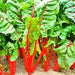 Rhubarb, Swiss Chard, - BoxGardenSeedsLLC -Chard, Kohlrabi - Seeds