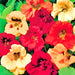 Jewel Mix, Nasturtium, -- BoxGardenSeedsLLC -Gourmet/Native Greens - Seeds