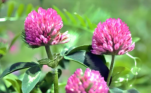 Red Clover, Culinary & Medicinal Herbs - BoxGardenSeedsLLC - Culinary/Medicinal Herbs - Seeds - USA Seller, Thank you for shopping here today, Naturally Grown GMO Free Seeds, Heirloom Open Pollinated Seeds, Fresh Top Quality Premium Seeds