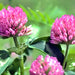 Red Clover, Culinary & Medicinal Herbs, - BoxGardenSeedsLLC -Abundant Stock SALE - Seeds