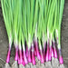 Deep Purple Bunching, Onion, - BoxGardenSeedsLLC -Onions,Leeks - Seeds