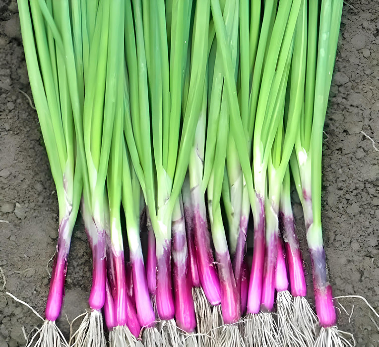 Deep Purple Bunching, Onion, -- BoxGardenSeedsLLC -Onions,Leeks - Seeds