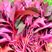 Red Garnet, Amaranth, - BoxGardenSeedsLLC -Gourmet/Native Greens - Seeds