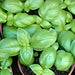 Italian Large Leaf, Basil -- BoxGardenSeedsLLC -Culinary/Medicinal Herbs - Seeds