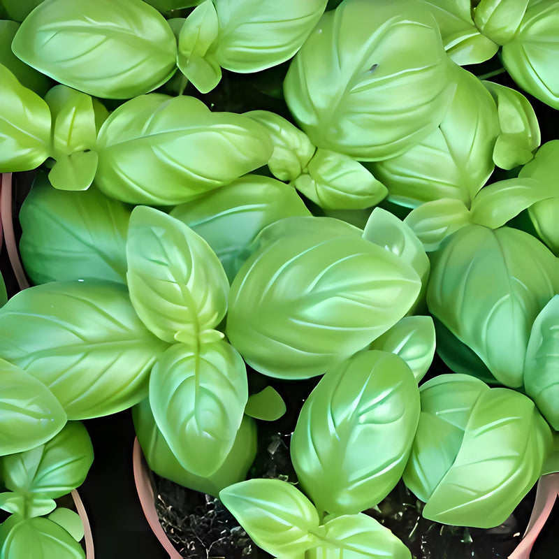 Italian Large Leaf, Basil - BoxGardenSeedsLLC - Culinary/Medicinal Herbs - Seeds - USA Seller, Thank you for shopping here today, Naturally Grown GMO Free Seeds, Heirloom Open Pollinated Seeds, Fresh Top Quality Premium Seeds