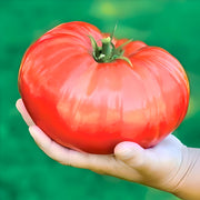 Pink Beefsteak, Tomato - BoxGardenSeedsLLC - Tomatoes,Tomatillos - Seeds - 