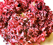 Lolita Leaf, Lettuce - BoxGardenSeedsLLC - Lettuce - Seeds - USA Seller, Thank you for shopping here today, Naturally Grown GMO Free Seeds, Heirloom Open Pollinated Seeds, Fresh Top Quality Premium Seeds