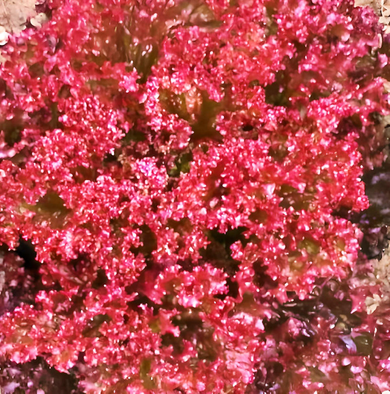 Lolita Leaf, Lettuce - BoxGardenSeedsLLC - Lettuce - Seeds - USA Seller, Thank you for shopping here today, Naturally Grown GMO Free Seeds, Heirloom Open Pollinated Seeds, Fresh Top Quality Premium Seeds