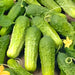 Boston Pickling, Cucumber, - BoxGardenSeedsLLC -Cucumbers - Seeds