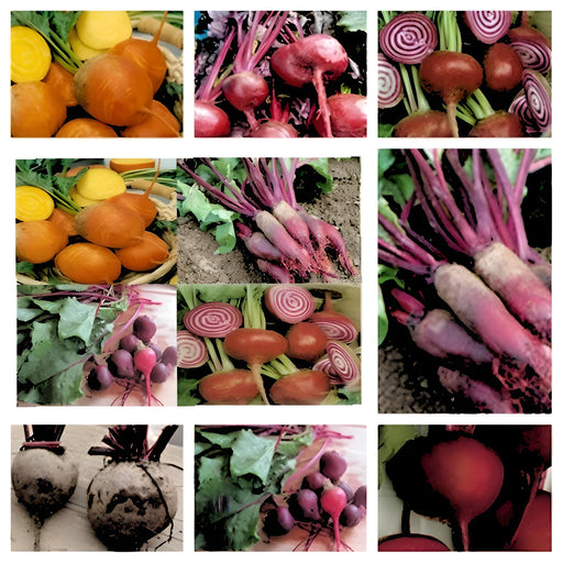 Heirloom Beets, Seed Kit, -- BoxGardenSeedsLLC -Beet,Turnips,Parsnips - Seeds