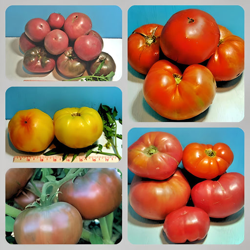 Favorite Slicer, Tomato Seed Kit, - BoxGardenSeedsLLC -Tomatoes,Tomatillos - Seeds