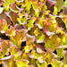 Prizehead Leaf, Lettuce, -- BoxGardenSeedsLLC -Lettuce - Seeds