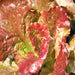 Prizehead Leaf, Lettuce, - BoxGardenSeedsLLC -Lettuce - Seeds