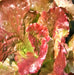 Prizehead Leaf, Lettuce, -- BoxGardenSeedsLLC -Lettuce - Seeds