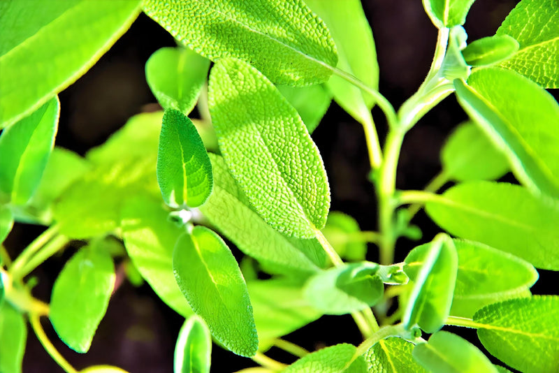 Broadleaf Garden Sage, Culinary & Medicinal Herbs - BoxGardenSeedsLLC - Culinary/Medicinal Herbs - Seeds - USA Seller, Thank you for shopping here today, Naturally Grown GMO Free Seeds, Heirloom Open Pollinated Seeds, Fresh Top Quality Premium Seeds
