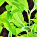 Broadleaf Garden Sage, Culinary & Medicinal Herbs, - BoxGardenSeedsLLC -Culinary/Medicinal Herbs - Seeds