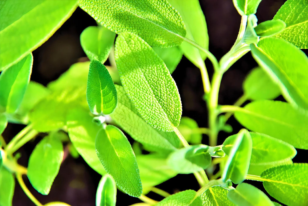 Broadleaf Garden Sage, Culinary & Medicinal Herbs, - BoxGardenSeedsLLC -Culinary/Medicinal Herbs - Seeds