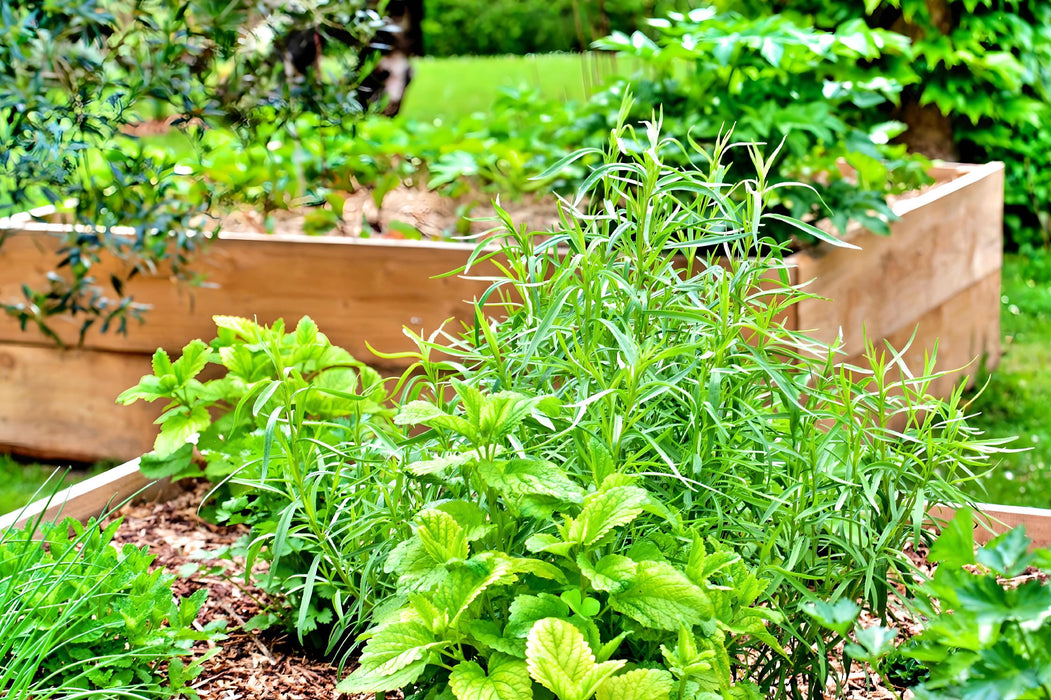 Broadleaf Garden Sage, Culinary & Medicinal Herbs, - BoxGardenSeedsLLC -Culinary/Medicinal Herbs - Seeds