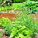 Broadleaf Garden Sage, Culinary & Medicinal Herbs, - BoxGardenSeedsLLC -Culinary/Medicinal Herbs - Seeds