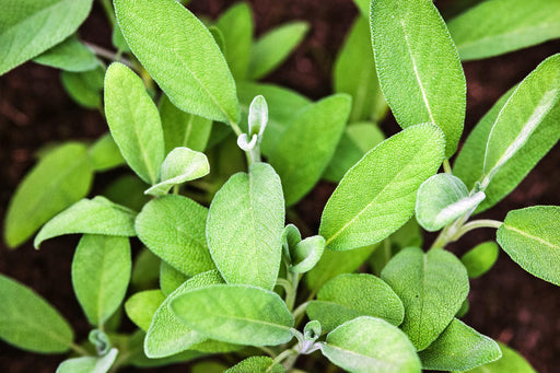 Broadleaf Garden Sage, Culinary & Medicinal Herbs, -- BoxGardenSeedsLLC -Culinary/Medicinal Herbs - Seeds