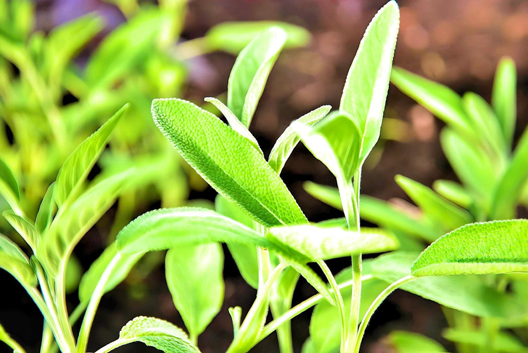 Broadleaf Garden Sage, Culinary & Medicinal Herbs, - BoxGardenSeedsLLC -Culinary/Medicinal Herbs - Seeds