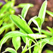 Broadleaf Garden Sage, Culinary & Medicinal Herbs, - BoxGardenSeedsLLC -Culinary/Medicinal Herbs - Seeds