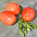 Northern Ruby Paste, Tomato, - BoxGardenSeedsLLC -Tomatoes,Tomatillos - Seeds