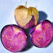 Purple, Tomatillo - BoxGardenSeedsLLC -Abundant Stock SALE - Seeds