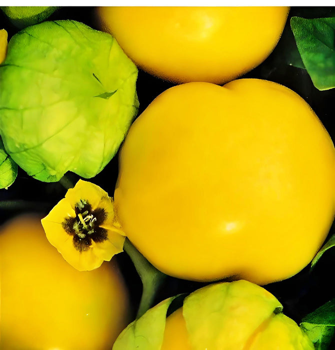 Amarylla Yellow, Tomatillo, -- BoxGardenSeedsLLC -Tomatoes,Tomatillos - Seeds