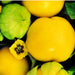 Amarylla Yellow, Tomatillo - BoxGardenSeedsLLC -Tomatoes,Tomatillos - Seeds